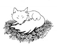 Cute little sleeping Fox